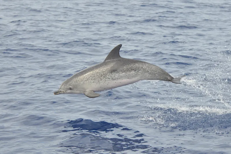 Atlantic spotted dolphins near Costa Adeje, Tenerife