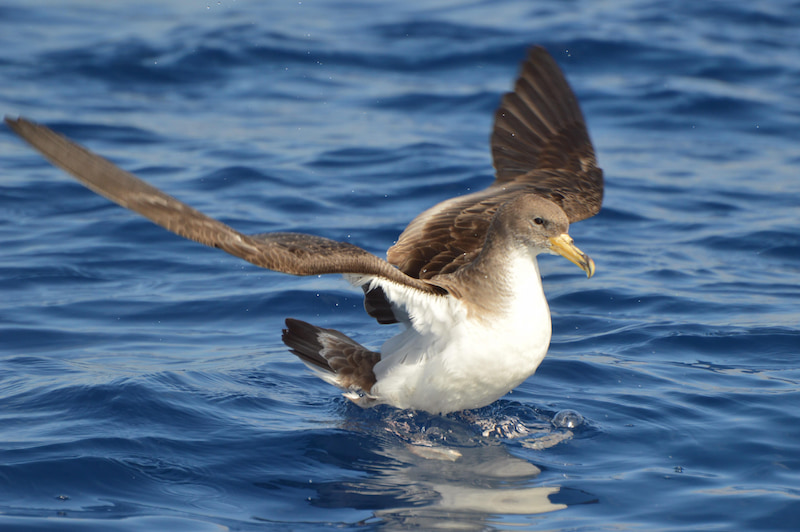 Cory’s shearwater over the Atlantic near Tenerife