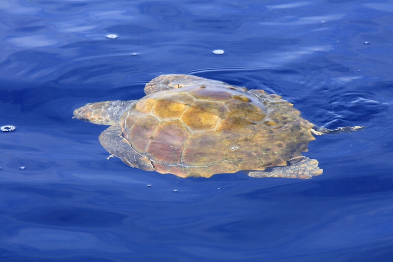 Loggerhead turtle in Tenerife waters