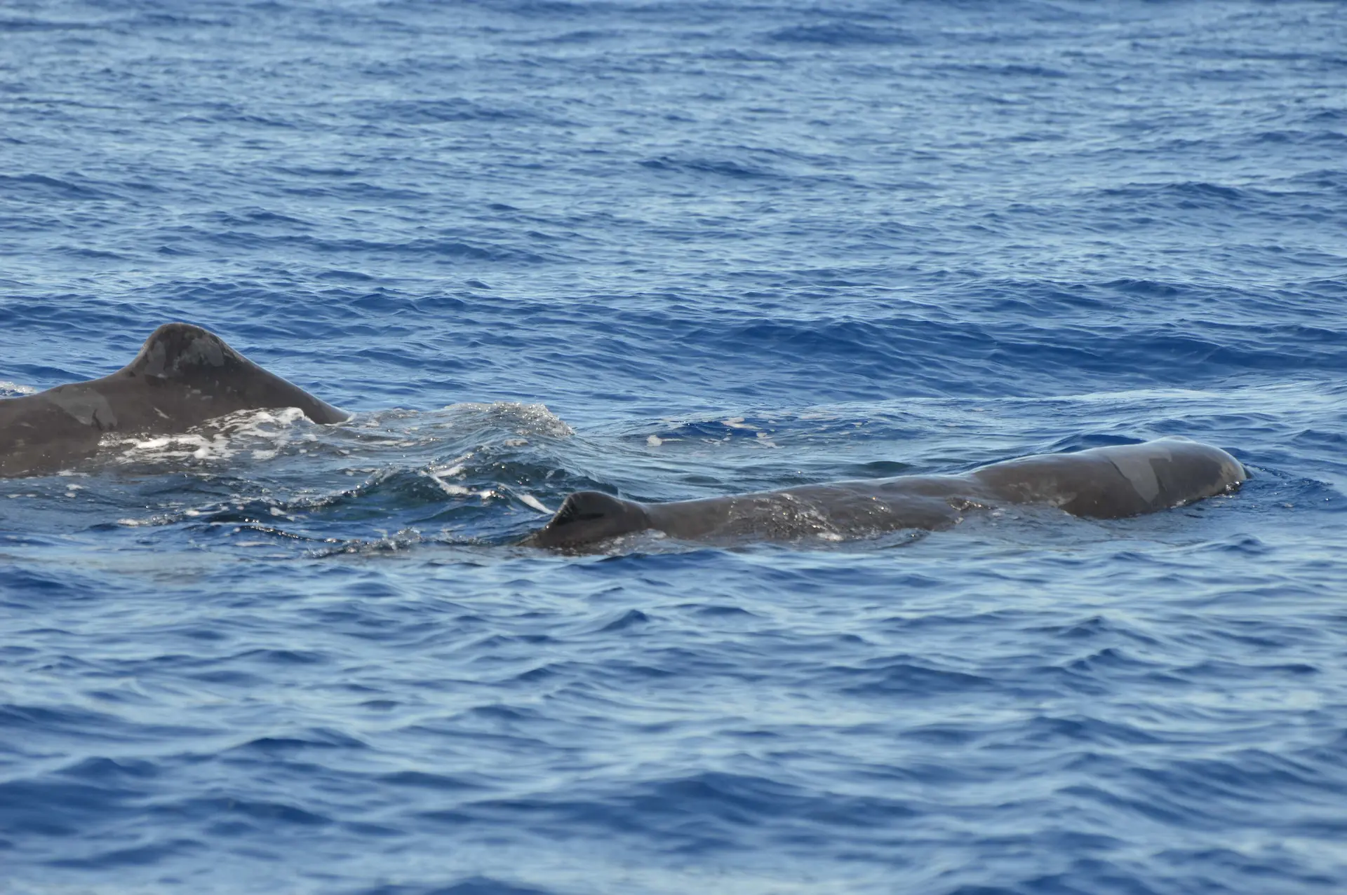 Sperm whale sighting on a Tenerife whale watching tour