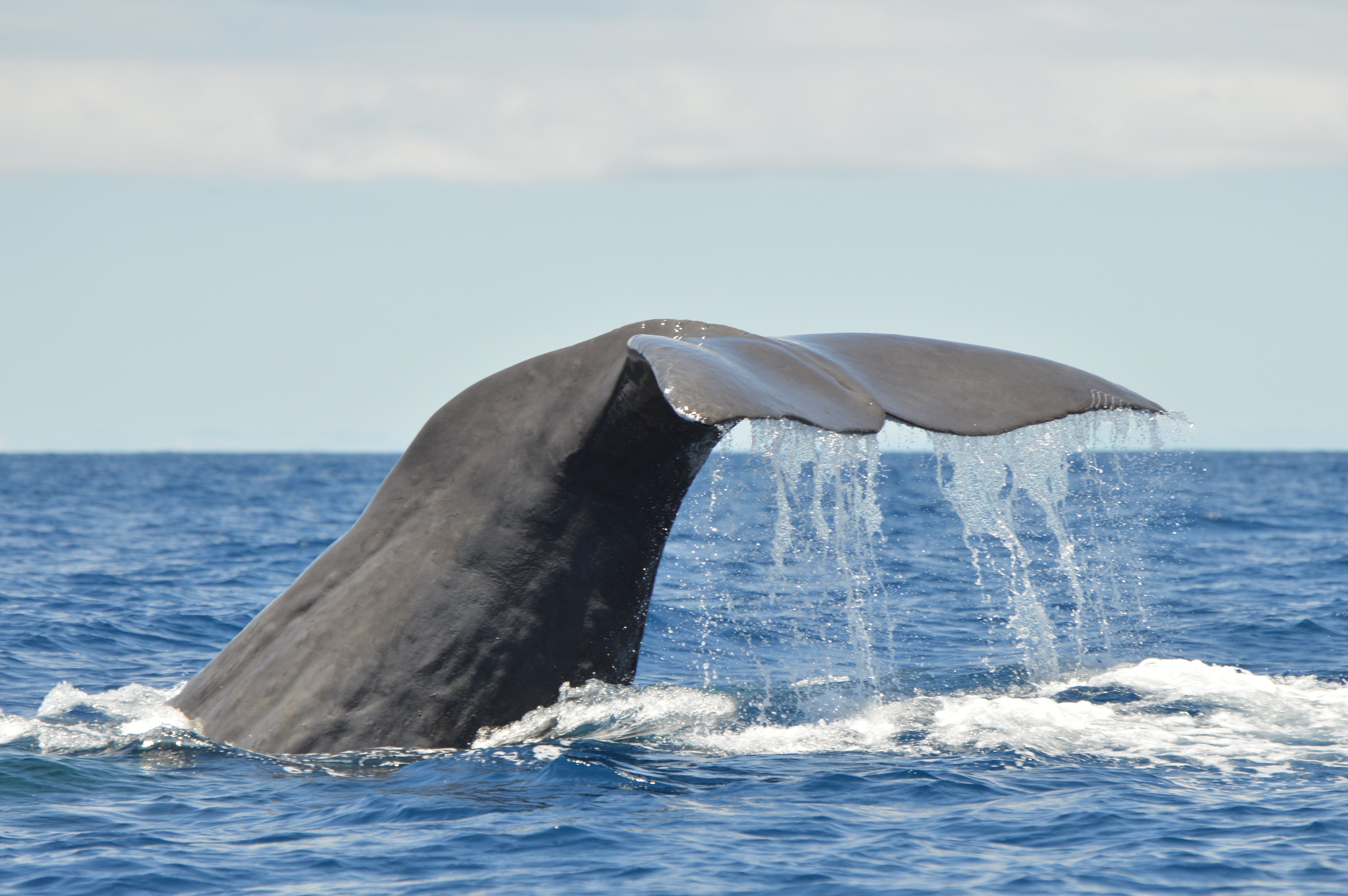 whaleexpressspermwhale